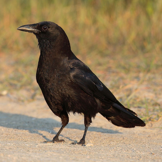 The Tibetan Crow: A Deep Dive Into Corvus Macrorhynchos Tibetosinensis