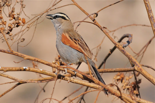 The Southern Tchagra: A Fascinating Bird Of The Laniidae Family