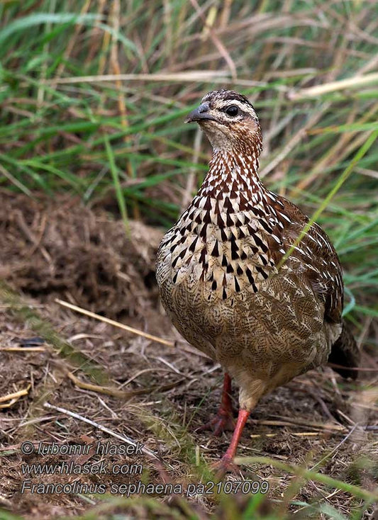 The Francolinus Sephaena: A Glimpse Into The Life Of The African Francolin