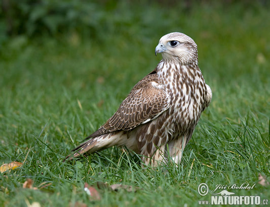 The Saker Falcon: A Comprehensive Overview Of Falco Cherrug Progressus