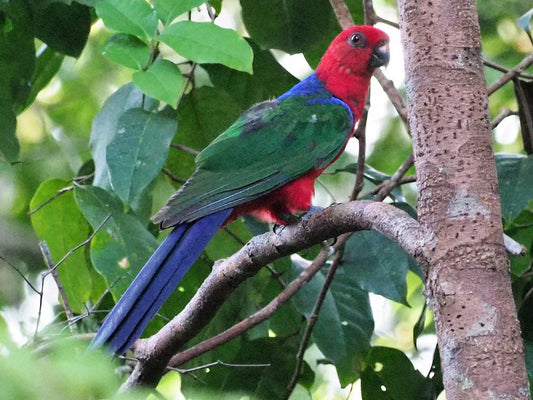 The Amboina Parrot: A Closer Look At Alisterus Amboinensis