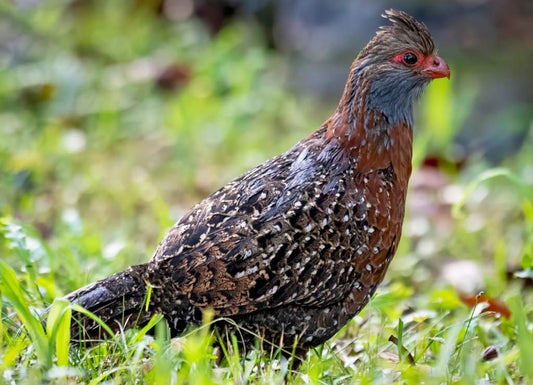 The Bearded Wood Partridge: A Jewel Of The Veracruz Mountains