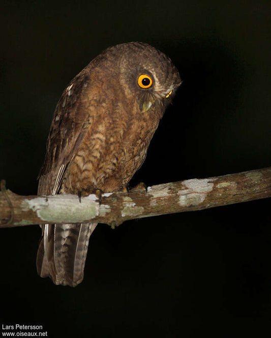 Ninox Everetti: The Siasi Island Hawk Owl