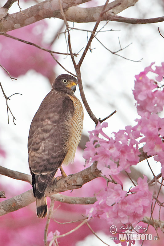 The Buteo Platypterus Rivieri: A Glimpse Into The Lesser Antilles' Winged Hunter