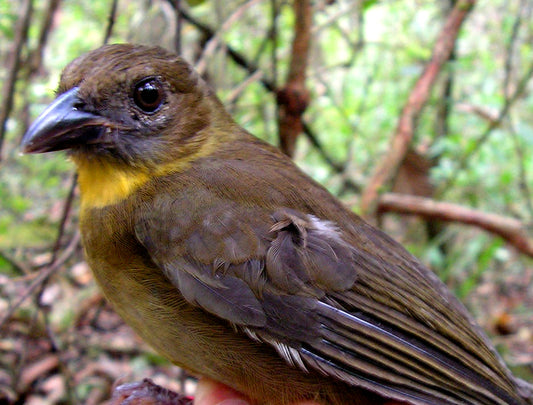 The Habia Rubica Alfaroana: A Jewel Of Northwestern Costa Rica