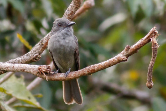 Rhytipterna Simplex: A Glimpse Into The Life Of The Simple Tyrant Flycatcher