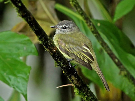 Myiopagis Viridicata Pacifica: A Glimpse Into The Life Of The Pacific Elaenia