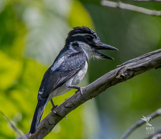 The Spectacular Notharchus Tectus: A Deep Dive Into The Bucconidae Family