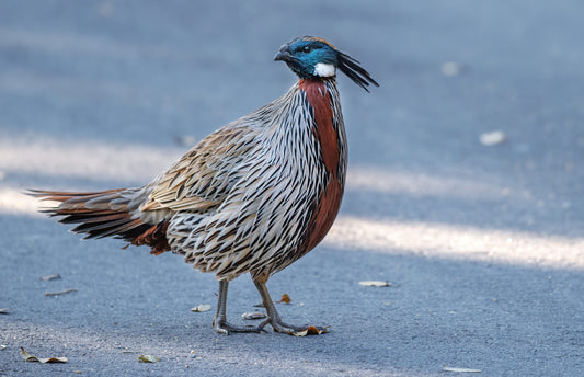 The Koklass Pheasant: A Jewel Of The Himalayas