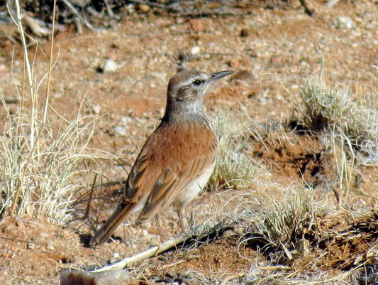 The Certhilauda Albofasciata Robertsi: A Closer Look At The Long-billed Lark