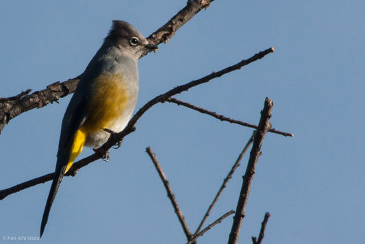 The Phainopepla: A Glimpse Into Ptilogonys Cinereus Molybdophanes