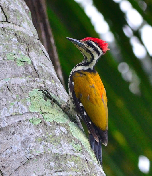 The Fascinating Dinopium Javanense: A Closer Look At The Javan Woodpecker