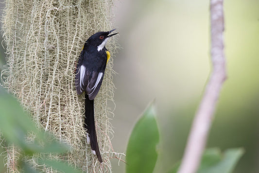 The Apalis Chariessa: A Jewel Of The Lower Tana River