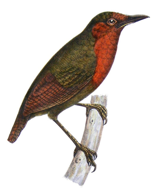 The Rufous-throated Leaf-tosser: A Deep Dive Into Sclerurus Rufigularis