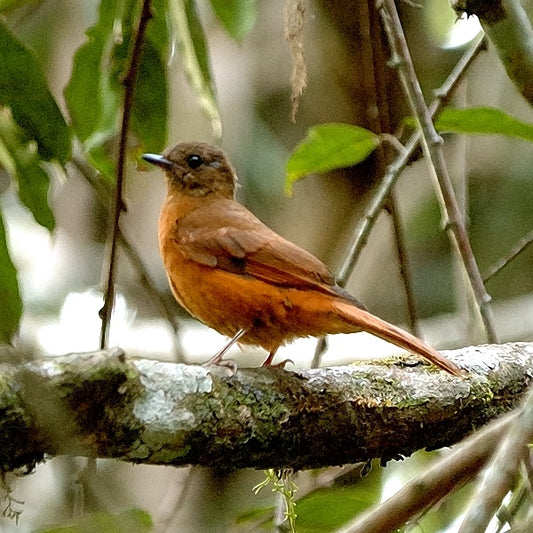 The Rufous Flycatcher-thrush: A Closer Look At Stizorhina Fraseri Vulpina