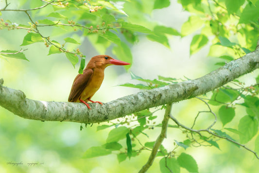 The Halcyon Coromanda Mizorhina: A Jewel Of The Andaman Islands