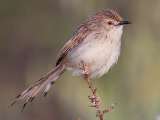 The Prinia Gracilis Yemenensis: A Closer Look At The Yemen Prinia