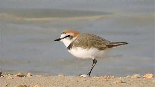 Charadrius Marginatus: The Coastal Plover Of South Africa