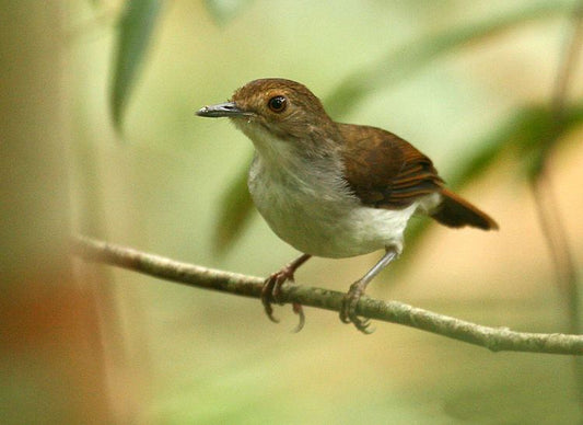 The Trichastoma Sepiarium Liberale: A Glimpse Into The Life Of A Unique Bird Species