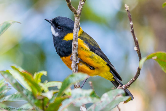 The Cyclops Mountain Whistler: Pachycephala Schlegelii Cyclopum