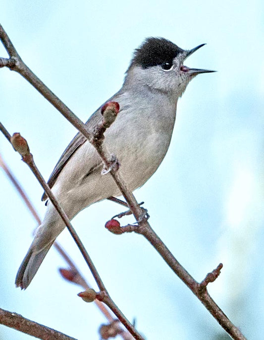 The Balearic Blackcap: A Closer Look At Sylvia Atricapilla Koenigi