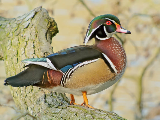 The Enigmatic Wood Duck: Aix Sponsa