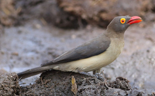 The Red-billed Oxpecker: A Closer Look At Buphagus Erythrorhynchus