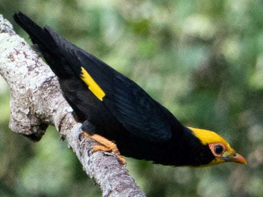 The Golden-crested Myna: A Jewel Of Southeast Asia