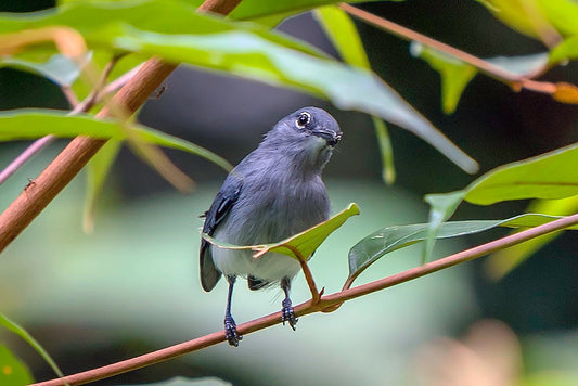 The Guiana Gnatcatcher: A Closer Look At Polioptila Guianensis