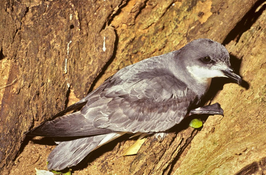 The Chatham Island Petrel: A Unique Avian Treasure