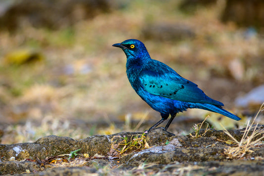 The Splendid Starling: A Jewel Of The African Skies