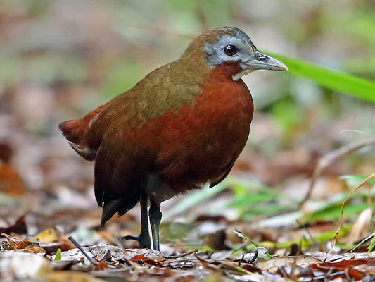 The Unique Mentocrex Kioloides: A Glimpse Into Madagascar's Secretive Rail