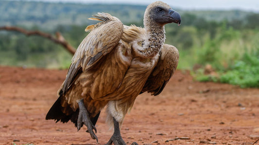 The White-backed Vulture: Gyps Africanus