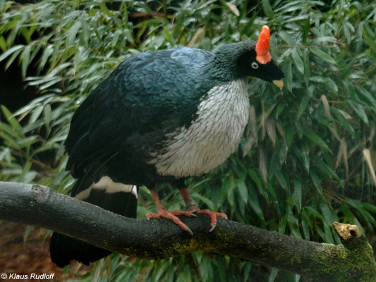 The Horned Guan: A Unique Avian Treasure Of Central America