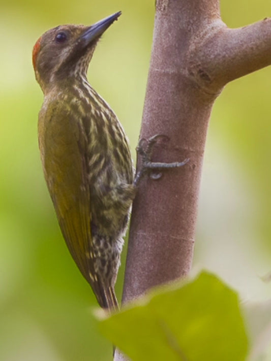 The Dendropicos Reichenowi: A Closer Look At The African Woodpecker