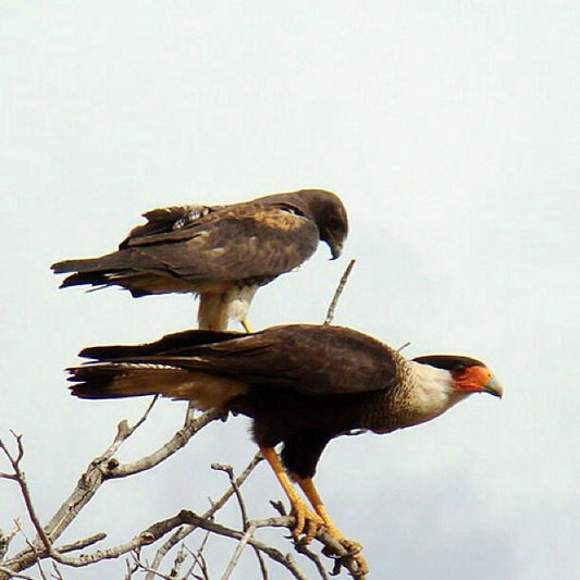 The Brazilian Caracara: A Closer Look At Polyborus Plancus Brasiliensis