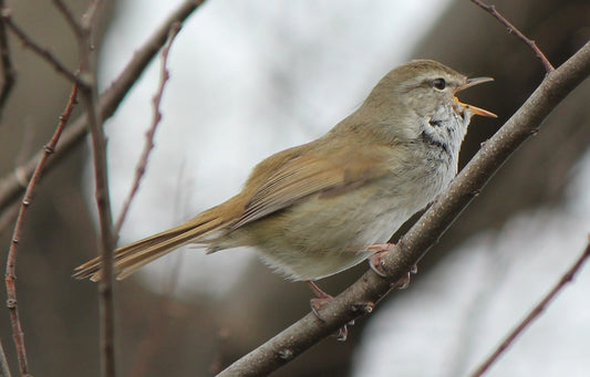 The Ryukyu Bush Warbler: A Closer Look At Cettia Diphone Riukiuensis