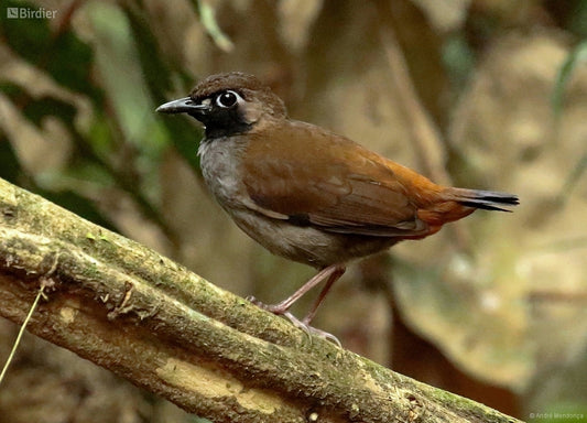 The Formicarius Analis Pallidus: A Glimpse Into The Life Of The Yucatan Antbird