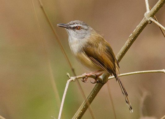 The Gray-breasted Prinia: A Closer Look At Prinia Hodgsonii Rufula