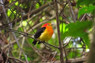 The Fascinating Pipra Fasciicauda Purusiana: A Jewel Of The Amazon